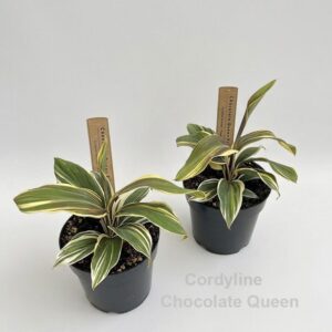 Cordyline Chocolate Queen
(8 Plants/Order)(14cmP 25cmH)