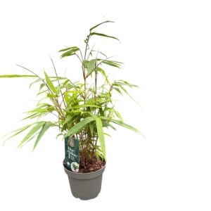 Fargesia rufa One Boo™ Green P14
(8 Plants/Order)(14cmP 30cmH)