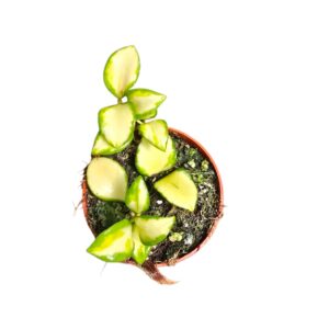 Hoya Heuschkeliana Variegata
(5 Plants/Order)(7cmP 5cmH)
