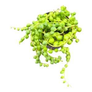 Succulenten mix String of Pearls
(5 Plants/Order)(7cmP 15cmH)
