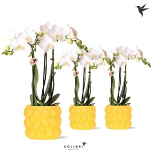 Phalaenopsis Multiflora white 3 spike in Citrus Pot yellow
(6 Plants/Order)(9cmP 40cmH)