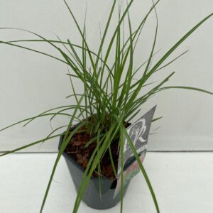 Miscanthus Red Chief
(6 Plants/Order)(17cmP 30cmH)