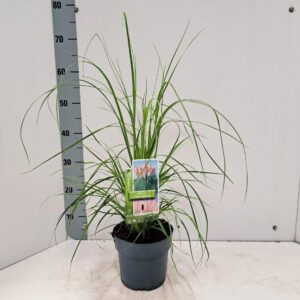 Cortaderia selloana Pink Feather'
(1 Plants/Order)(17cmP 65cmH)