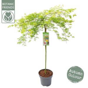 Acer palmatum Emerald Lace Acer palm. 'Emerald Lace' C14 halfstam
(1 Plants/Order)(30cmP 160cmH)