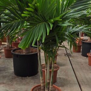 palms Veitchia merrillii 4pp
(1 Plants/Order)(50cmP 220cmH)