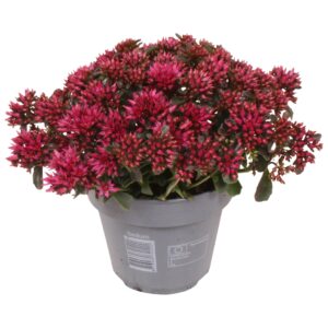 Sedum other Spot on Deep pink
(5 Plants/Order)(15cmP 25cmH)