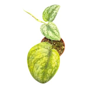 Scindapsus Hologram
(2 Plants/Order)(9cmP 15cmH)