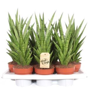 Sansevieria Cylindrica Tough Lady
(7 Plants/Order)(14cmP 50cmH)