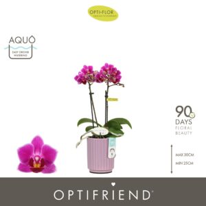 Phalaenopsis Multifloratypes other Optifriend Fay 2 spike in Molise Lilac Aquo
(6 Plants/Order)(7cmP 25cmH)