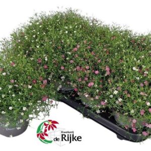 Gypsophila muralis gypsy Duocolor
(8 Plants/Order)(12cmP 24cmH)