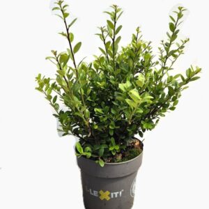 Ilex crenata Dark Green P14, Struik 15-20cm
(8 Plants/Order)(14cmP 25cmH)