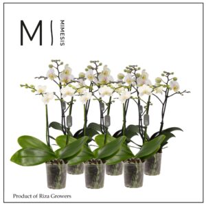 Phalaenopsis Multiflora White 2 spike 12cm Mimesis
(10 Plants/Order)(12cmP 50cmH)