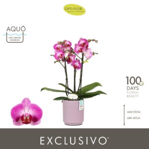 Phalaenopsis Multiflora Exclusivo Bing 3 spike in Molise Lilac Aquo
(6 Plants/Order)(12cmP 45cmH)