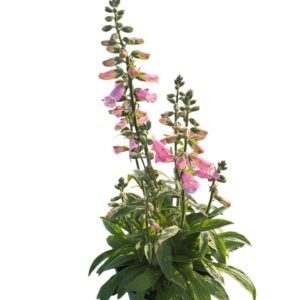 Digitalis Pink Panther
(1 Plants/Order)(19cmP 60cmH)