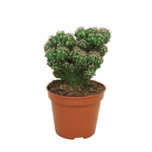 Cereus peruvianus 'Monstrosus' 8,5 cm
(12 Plants/Order)(8.5cmP 12cmH)