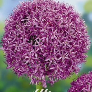 Droge Bulbs Allium Ball Globemaster x1 20/+
(10 Plants/Order)(5cmP 20cmH)