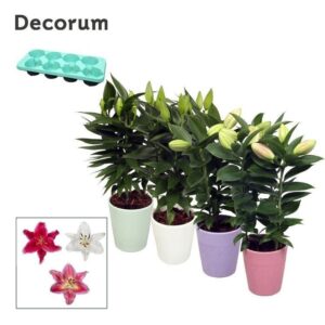 Lilium OR 3pp Ceramics LINO
(8 Plants/Order)(13cmP 45cmH)