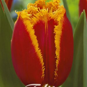 Droge Bulbs Tulipa Fringed Fabio x 7 12/+
(10 Plants/Order)(20cmP 60cmH)