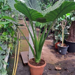 Alocasia macrorrhiza macrorhiza XXL
(1 Plants/Order)(45cmP 190cmH)