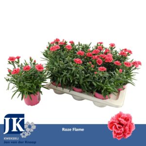 Carnation Oscar White And Red P12 Bicolor TST
(12 Plants/Order)(12cmP 22cmH)