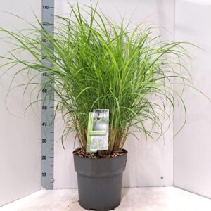 Miscanthus sinensis Herman Mussel'
(1 Plants/Order)(29cmP 100cmH)