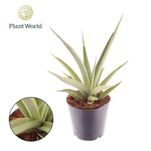 Sansevieria other Sansevieria Silver Syreni
(6 Plants/Order)(12cmP 35cmH)