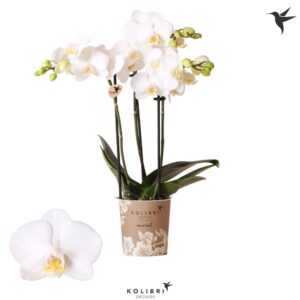 Phalaenopsis Multiflora Sweden 3 spike
(12 Plants/Order)(9cmP 40cmH)