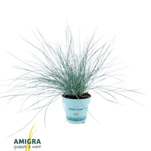 Festuca glauca CompactA Blue®
(15 Plants/Order)(10.5cmP 25cmH)