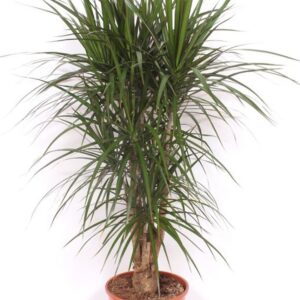 Dracaena marginata
(1 Plants/Order)(30cmP 160cmH)