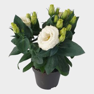 Eustoma Julietta White Lisianthus Julietta White 12cm
(8 Plants/Order)(12cmP 33cmH)