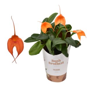 Orchideeen Masdevallia orange 9 cm
(12 Plants/Order)(9cmP 20cmH)