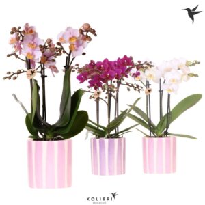Phalaenopsis Multiflora mix 3 spike in Painted Stripe pink
(8 Plants/Order)(9cmP 40cmH)