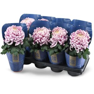 Chrysanthemum Vienna Pink Chrysanne CoCo Pink
(8 Plants/Order)(13cmP 35cmH)