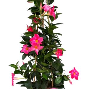 Mandevilla Rio Pink mandeville piramide pink
(6 Plants/Order)(17cmP 65cmH)