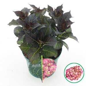Hydrangea macrophylla Black Diamonds® 'Midnight Beauty'® Purple C5 (23cm.) Kn.
(1 Plants/Order)(23cmP 45cmH)