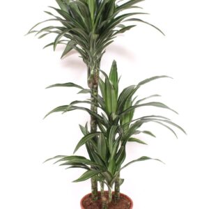 Dracaena Ulises 60-30-15
(1 Plants/Order)(21cmP 110cmH)