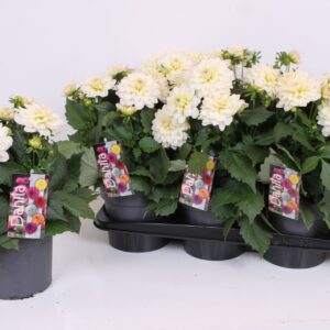 Dahlia Labella Grande White XL 17 CM
(6 Plants/Order)(17cmP 40cmH)