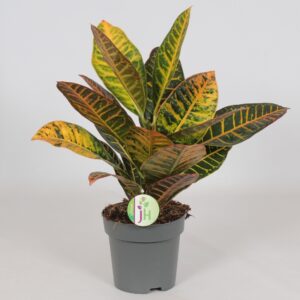 Codiaeum Petra
(6 Plants/Order)(17cmP 45cmH)