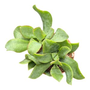 Crassula arborescens subsp. undulatifolia
(10 Plants/Order)(7cmP 15cmH)