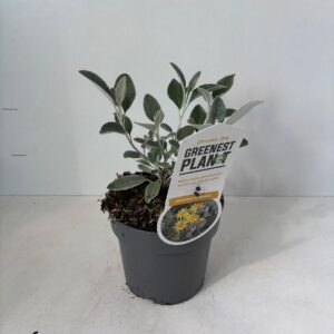 schrub Brachyglottis Sunshine
(1 Plants/Order)(17cmP 25cmH)
