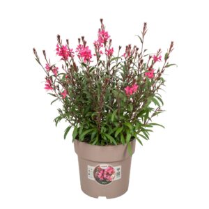 Gaura Belleza Compact P
(1 Plants/Order)(23cmP 55cmH)