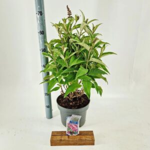 Buddleja Butterfly Candy Little Pin d. ('BotEx 005'PBR)
(1 Plants/Order)(23cmP 35cmH)