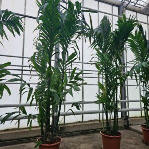 palms Areca triandra
(1 Plants/Order)(60cmP 400cmH)