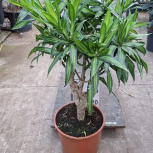Dracaena Song of Jamaica Reflexa Jaimaica 120
(1 Plants/Order)(30cmP 100cmH)