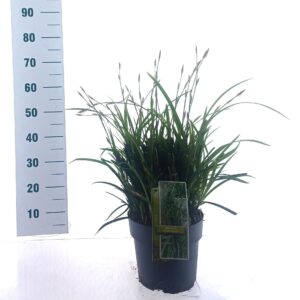 Carex morrowii Irish Green'
(1 Plants/Order)(23cmP 50cmH)