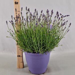 Lavandula angustifolia Essence Pur
(1 Plants/Order)(23cmP 40cmH)