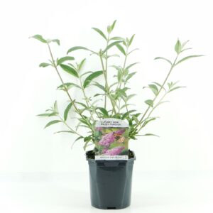 Buddleja Pink Delight Buddleja dav. Pink Delight
(6 Plants/Order)(17cmP 45cmH)