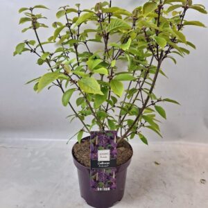 Callicarpa bodinieri Profusion in 19cm Pot
(3 Plants/Order)(19cmP 60cmH)