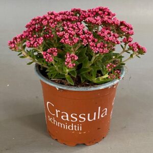 Crassula schmidtii pink
(10 Plants/Order)(12cmP 15cmH)