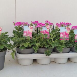 Pelargonium Welrieke Fragrant p12 Isko pink
(10 Plants/Order)(12cmP 20cmH)